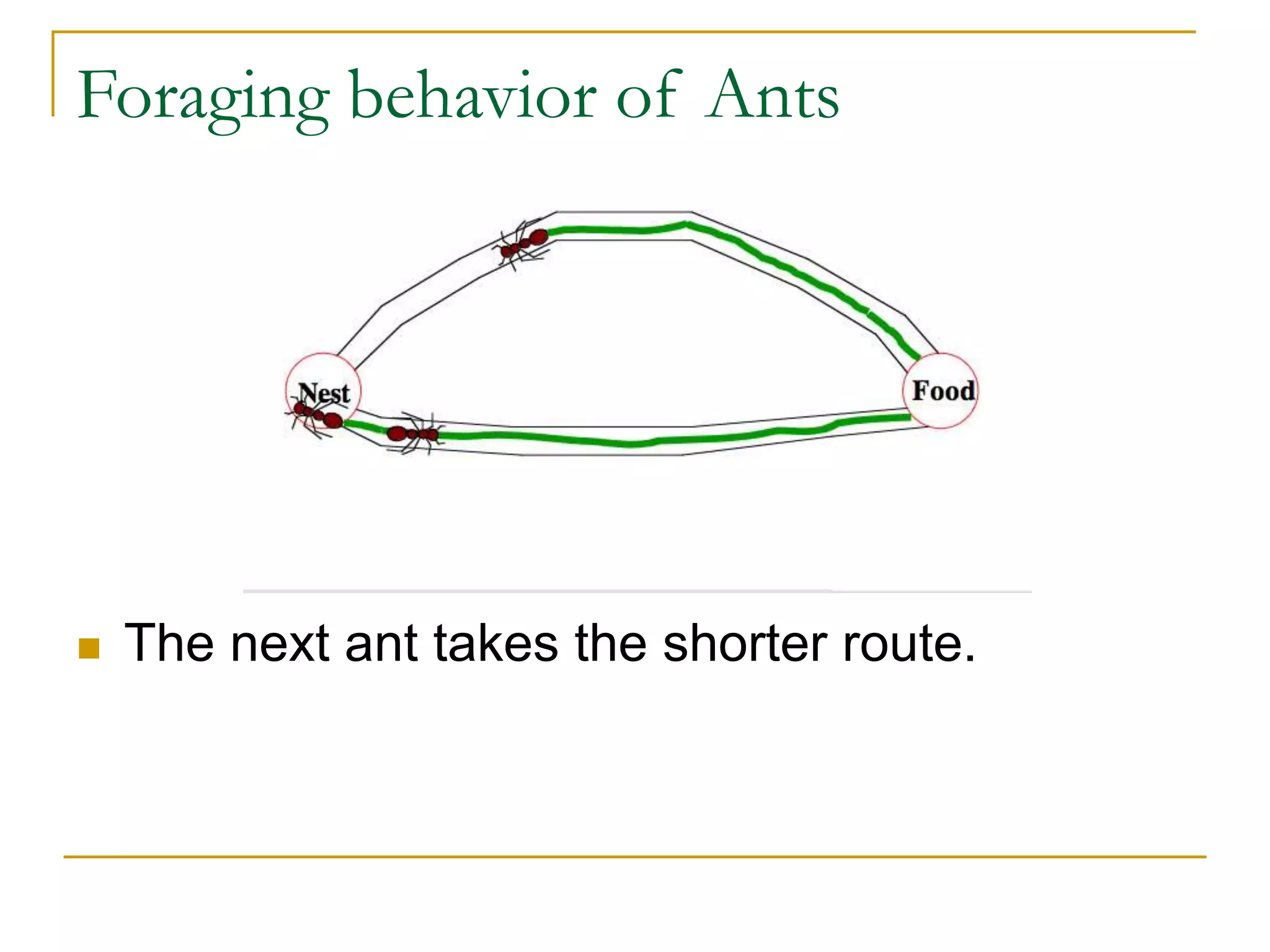 Foraging behavior of Ants
 The next ant takes the shorter route.
 