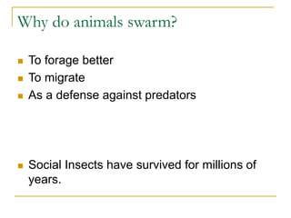Why do animals swarm?
 To forage better
 To migrate
 As a defense against predators
 Social Insects have survived for ...
