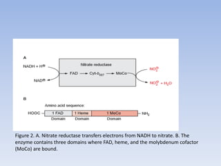 Figure 2. A. Nitrate reductase transfers electrons from NADH to nitrate. B. The
enzyme contains three domains where FAD, heme, and the molybdenum cofactor
(MoCo) are bound.
 