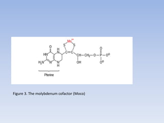 Figure 3. The molybdenum cofactor (Moco)
 