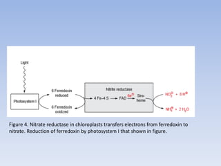 Figure 4. Nitrate reductase in chloroplasts transfers electrons from ferredoxin to
nitrate. Reduction of ferredoxin by photosystem I that shown in figure.
 