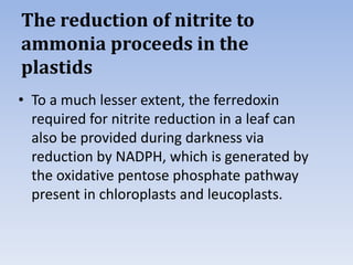 The reduction of nitrite to
ammonia proceeds in the
plastids
• To a much lesser extent, the ferredoxin
required for nitrite reduction in a leaf can
also be provided during darkness via
reduction by NADPH, which is generated by
the oxidative pentose phosphate pathway
present in chloroplasts and leucoplasts.
 