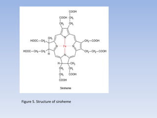 Figure 5. Structure of siroheme
 
