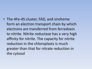 • The 4Fe-4S cluster, FAD, and siroheme
form an electron transport chain by which
electrons are transferred from ferredoxin
to nitrite. Nitrite reductase has a very high
afﬁnity for nitrite. The capacity for nitrite
reduction in the chloroplasts is much
greater than that for nitrate reduction in
the cytosol
 