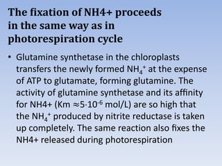 The ﬁxation of NH4+ proceeds
in the same way as in
photorespiration cycle
• Glutamine synthetase in the chloroplasts
transfers the newly formed NH4
+ at the expense
of ATP to glutamate, forming glutamine. The
activity of glutamine synthetase and its afﬁnity
for NH4+ (Km ≈510-6 mol/L) are so high that
the NH4
+ produced by nitrite reductase is taken
up completely. The same reaction also ﬁxes the
NH4+ released during photorespiration
 