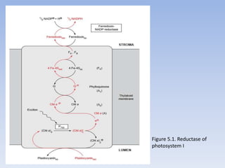 Figure 5.1. Reductase of
photosystem I
 