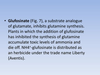 • Glufosinate (Fig. 7), a substrate analogue
of glutamate, inhibits glutamine synthesis.
Plants in which the addition of glufosinate
has inhibited the synthesis of glutamine
accumulate toxic levels of ammonia and
die off. NH4+-glufosinate is distributed as
an herbicide under the trade name Liberty
(Aventis).
 