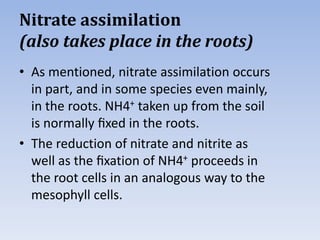 Nitrate assimilation
(also takes place in the roots)
• As mentioned, nitrate assimilation occurs
in part, and in some species even mainly,
in the roots. NH4+ taken up from the soil
is normally ﬁxed in the roots.
• The reduction of nitrate and nitrite as
well as the ﬁxation of NH4+ proceeds in
the root cells in an analogous way to the
mesophyll cells.
 