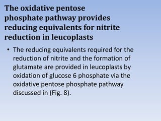 The oxidative pentose
phosphate pathway provides
reducing equivalents for nitrite
reduction in leucoplasts
• The reducing equivalents required for the
reduction of nitrite and the formation of
glutamate are provided in leucoplasts by
oxidation of glucose 6 phosphate via the
oxidative pentose phosphate pathway
discussed in (Fig. 8).
 