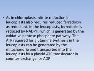• As in chloroplasts, nitrite reduction in
leucoplasts also requires reduced ferredoxin
as reductant. In the leucoplasts, ferredoxin is
reduced by NADPH, which is generated by the
oxidative pentose phosphate pathway. The
ATP required for glutamine synthesis in the
leucoplasts can be generated by the
mitochondria and transported into the
leucoplasts by a plastid ATP translocator in
counter-exchange for ADP
 