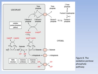 Figure 8. The
oxidative pentose
phosphate
pathway
 