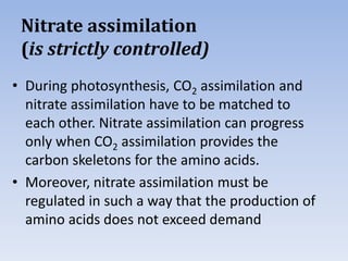 Nitrate assimilation
(is strictly controlled)
• During photosynthesis, CO2 assimilation and
nitrate assimilation have to be matched to
each other. Nitrate assimilation can progress
only when CO2 assimilation provides the
carbon skeletons for the amino acids.
• Moreover, nitrate assimilation must be
regulated in such a way that the production of
amino acids does not exceed demand
 