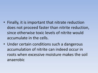 • Finally, it is important that nitrate reduction
does not proceed faster than nitrite reduction,
since otherwise toxic levels of nitrite would
accumulate in the cells.
• Under certain conditions such a dangerous
accumulation of nitrite can indeed occur in
roots when excessive moisture makes the soil
anaerobic
 