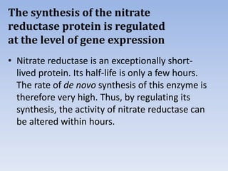 The synthesis of the nitrate
reductase protein is regulated
at the level of gene expression
• Nitrate reductase is an exceptionally short-
lived protein. Its half-life is only a few hours.
The rate of de novo synthesis of this enzyme is
therefore very high. Thus, by regulating its
synthesis, the activity of nitrate reductase can
be altered within hours.
 
