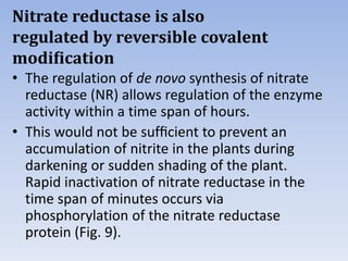 Nitrate reductase is also
regulated by reversible covalent
modiﬁcation
• The regulation of de novo synthesis of nitrate
reductase (NR) allows regulation of the enzyme
activity within a time span of hours.
• This would not be sufﬁcient to prevent an
accumulation of nitrite in the plants during
darkening or sudden shading of the plant.
Rapid inactivation of nitrate reductase in the
time span of minutes occurs via
phosphorylation of the nitrate reductase
protein (Fig. 9).
 