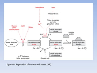 Figure 9. Regulation of nitrate reductase (NR).
 