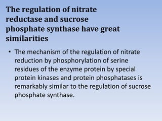 The regulation of nitrate
reductase and sucrose
phosphate synthase have great
similarities
• The mechanism of the regulation of nitrate
reduction by phosphorylation of serine
residues of the enzyme protein by special
protein kinases and protein phosphatases is
remarkably similar to the regulation of sucrose
phosphate synthase.
 