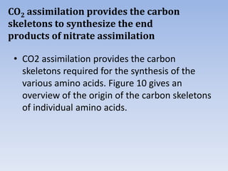 CO2 assimilation provides the carbon
skeletons to synthesize the end
products of nitrate assimilation
• CO2 assimilation provides the carbon
skeletons required for the synthesis of the
various amino acids. Figure 10 gives an
overview of the origin of the carbon skeletons
of individual amino acids.
 