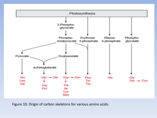 Figure 10. Origin of carbon skeletons for various amino acids.
 