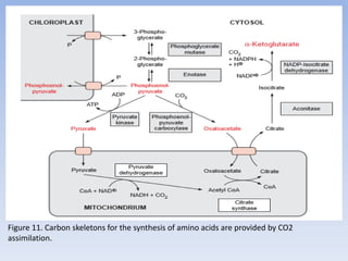Figure 11. Carbon skeletons for the synthesis of amino acids are provided by CO2
assimilation.
 