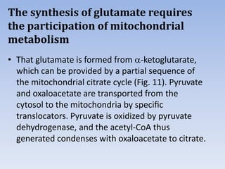 The synthesis of glutamate requires
the participation of mitochondrial
metabolism
• That glutamate is formed from -ketoglutarate,
which can be provided by a partial sequence of
the mitochondrial citrate cycle (Fig. 11). Pyruvate
and oxaloacetate are transported from the
cytosol to the mitochondria by speciﬁc
translocators. Pyruvate is oxidized by pyruvate
dehydrogenase, and the acetyl-CoA thus
generated condenses with oxaloacetate to citrate.
 