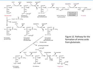 Figure 12. Pathway for the
formation of amino acids
from glutamate.
 