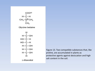 Figure 13. Two compatible substances that, like
proline, are accumulated in plants as
protective agents against desiccation and high
salt content in the soil.
 