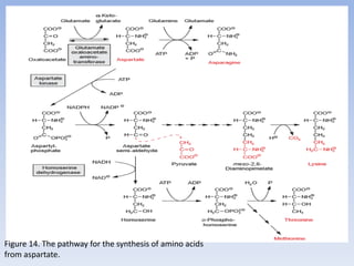 Figure 14. The pathway for the synthesis of amino acids
from aspartate.
 