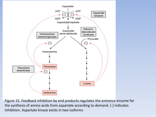 Figure 15. Feedback inhibition by end products regulates the entrance enzyme for
the synthesis of amino acids from aspartate according to demand. [-] indicates
inhibition. Aspartate kinase exists in two isoforms
 