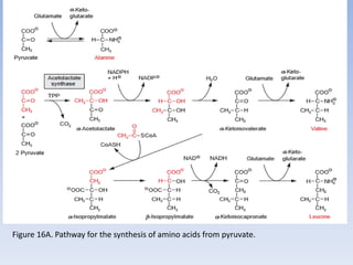 Figure 16A. Pathway for the synthesis of amino acids from pyruvate.
 