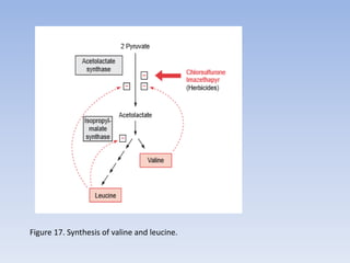 Figure 17. Synthesis of valine and leucine.
 