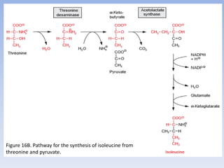 Figure 16B. Pathway for the synthesis of isoleucine from
threonine and pyruvate.
 