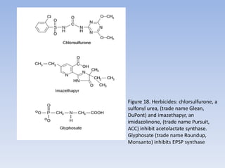 Figure 18. Herbicides: chlorsulfurone, a
sulfonyl urea, (trade name Glean,
DuPont) and imazethapyr, an
imidazolinone, (trade name Pursuit,
ACC) inhibit acetolactate synthase.
Glyphosate (trade name Roundup,
Monsanto) inhibits EPSP synthase
 