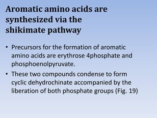 Aromatic amino acids are
synthesized via the
shikimate pathway
• Precursors for the formation of aromatic
amino acids are erythrose 4phosphate and
phosphoenolpyruvate.
• These two compounds condense to form
cyclic dehydrochinate accompanied by the
liberation of both phosphate groups (Fig. 19)
 
