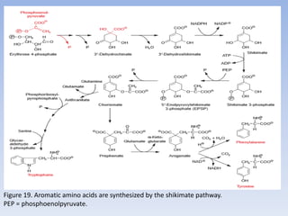 Figure 19. Aromatic amino acids are synthesized by the shikimate pathway.
PEP = phosphoenolpyruvate.
 