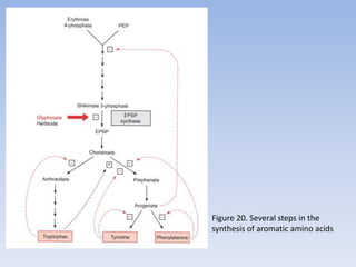 Figure 20. Several steps in the
synthesis of aromatic amino acids
 