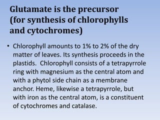 Glutamate is the precursor
(for synthesis of chlorophylls
and cytochromes)
• Chlorophyll amounts to 1% to 2% of the dry
matter of leaves. Its synthesis proceeds in the
plastids. Chlorophyll consists of a tetrapyrrole
ring with magnesium as the central atom and
with a phytol side chain as a membrane
anchor. Heme, likewise a tetrapyrrole, but
with iron as the central atom, is a constituent
of cytochromes and catalase.
 