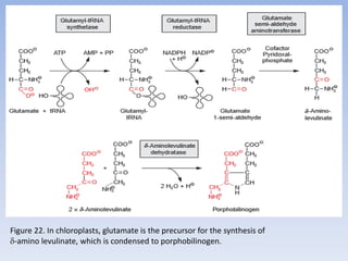 Figure 22. In chloroplasts, glutamate is the precursor for the synthesis of
-amino levulinate, which is condensed to porphobilinogen.
 