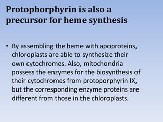 Protophorphyrin is also a
precursor for heme synthesis
• By assembling the heme with apoproteins,
chloroplasts are able to synthesize their
own cytochromes. Also, mitochondria
possess the enzymes for the biosynthesis of
their cytochromes from protoporphyrin IX,
but the corresponding enzyme proteins are
different from those in the chloroplasts.
 