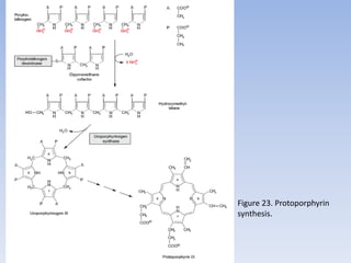 Figure 23. Protoporphyrin
synthesis.
 