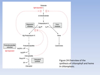 Figure 24 Overview of the
synthesis of chlorophyll and heme
in chloroplasts.
 