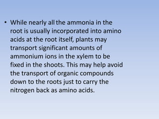 • While nearly all the ammonia in the
root is usually incorporated into amino
acids at the root itself, plants may
transport significant amounts of
ammonium ions in the xylem to be
fixed in the shoots. This may help avoid
the transport of organic compounds
down to the roots just to carry the
nitrogen back as amino acids.
 
