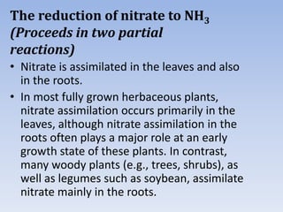 The reduction of nitrate to NH3
(Proceeds in two partial
reactions)
• Nitrate is assimilated in the leaves and also
in the roots.
• In most fully grown herbaceous plants,
nitrate assimilation occurs primarily in the
leaves, although nitrate assimilation in the
roots often plays a major role at an early
growth state of these plants. In contrast,
many woody plants (e.g., trees, shrubs), as
well as legumes such as soybean, assimilate
nitrate mainly in the roots.
 