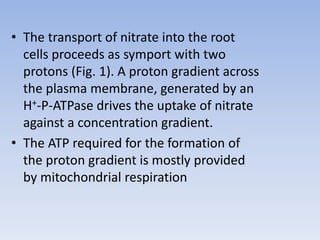 • The transport of nitrate into the root
cells proceeds as symport with two
protons (Fig. 1). A proton gradient across
the plasma membrane, generated by an
H+-P-ATPase drives the uptake of nitrate
against a concentration gradient.
• The ATP required for the formation of
the proton gradient is mostly provided
by mitochondrial respiration
 