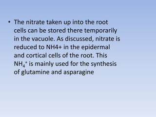 • The nitrate taken up into the root
cells can be stored there temporarily
in the vacuole. As discussed, nitrate is
reduced to NH4+ in the epidermal
and cortical cells of the root. This
NH4
+ is mainly used for the synthesis
of glutamine and asparagine
 
