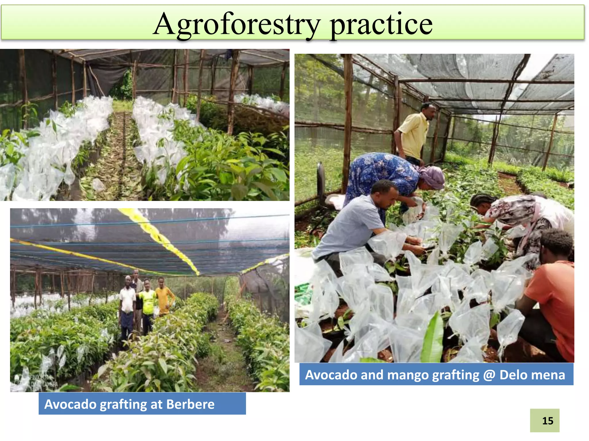 Agroforestry practice
Avocado and mango grafting @ Delo mena
Avocado grafting at Berbere
15
 