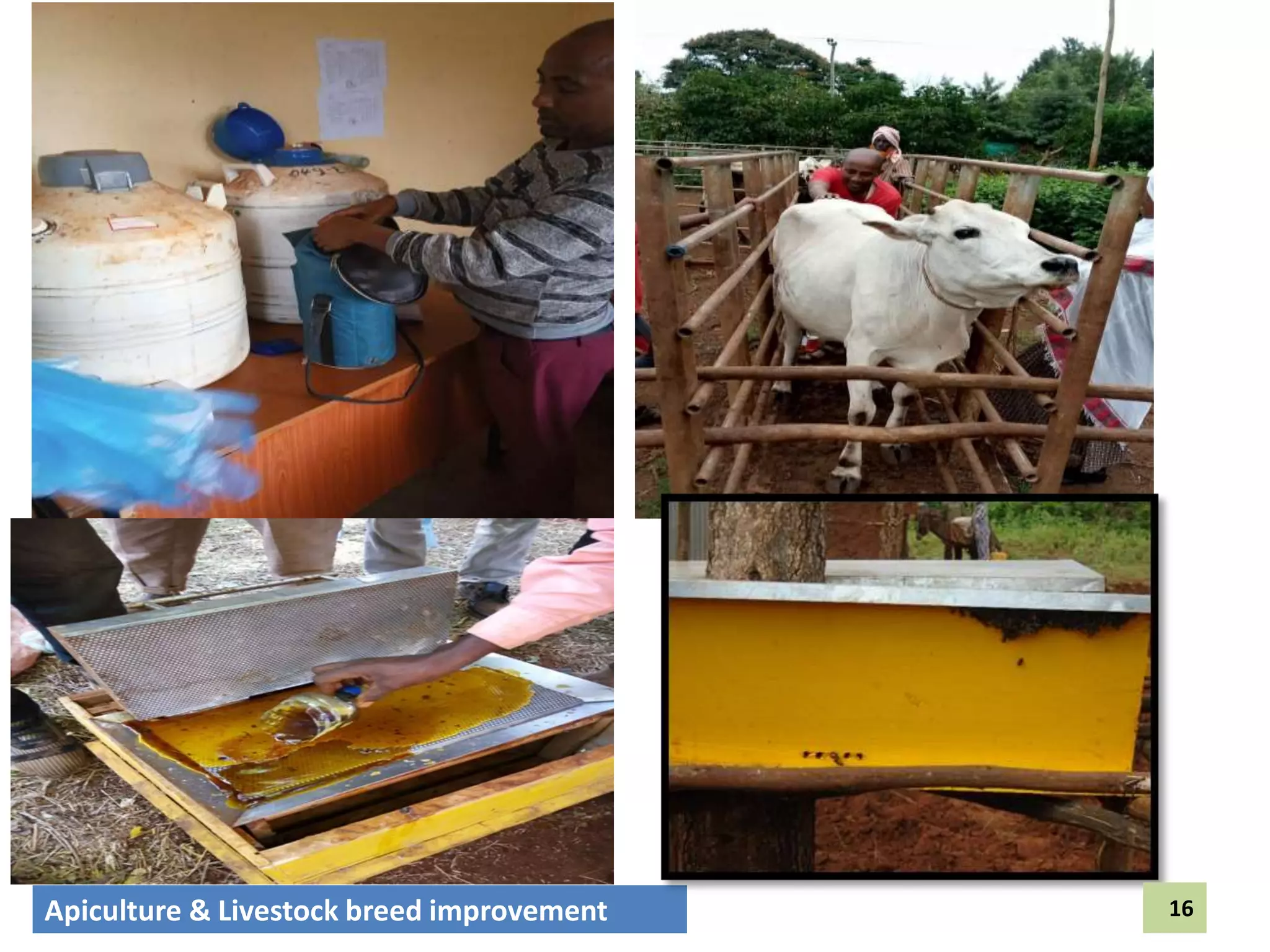 Apiculture & Livestock breed improvement 16
 