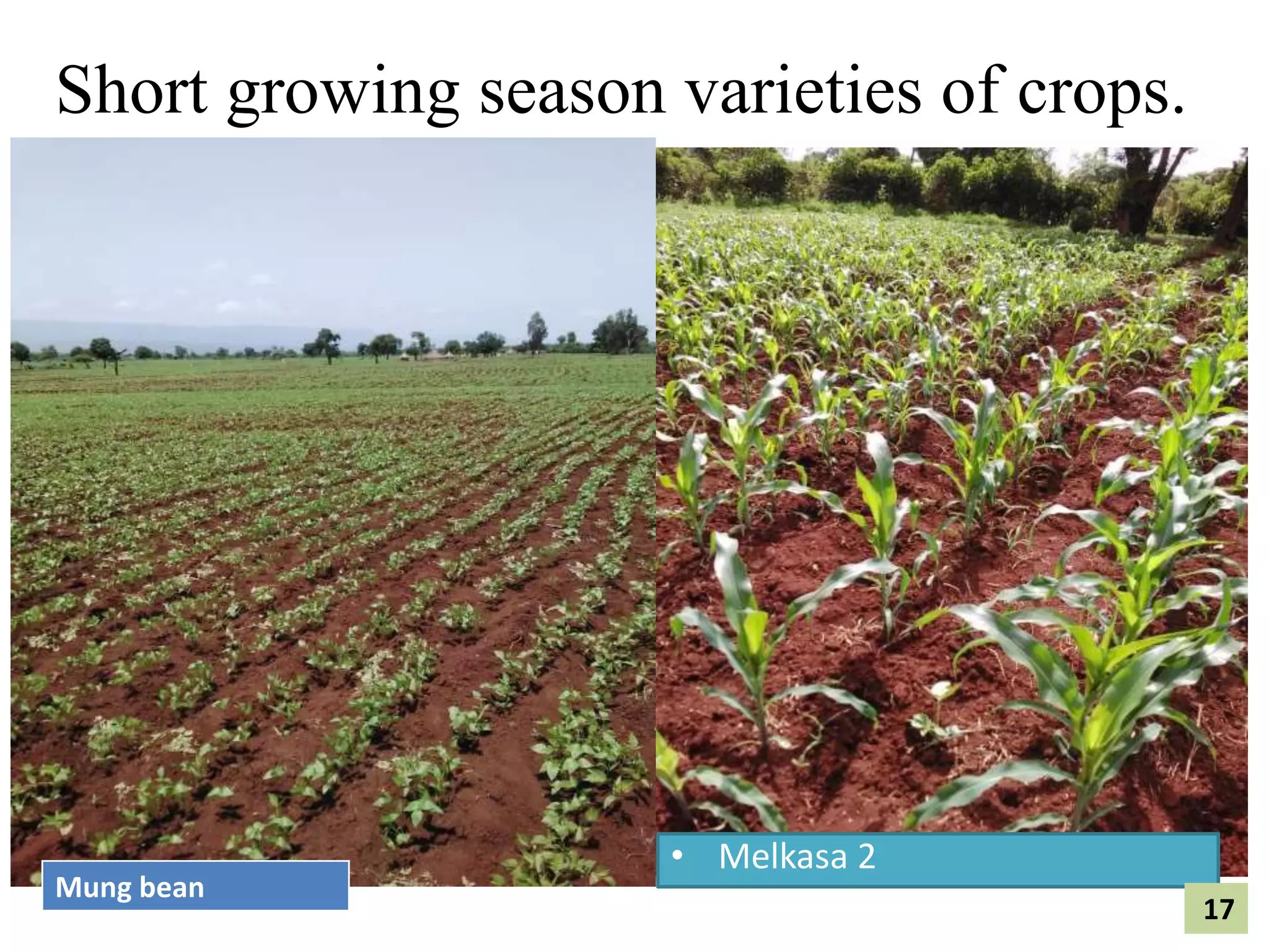 Short growing season varieties of crops.
•
• Melkasa 2
Mung bean
17
 