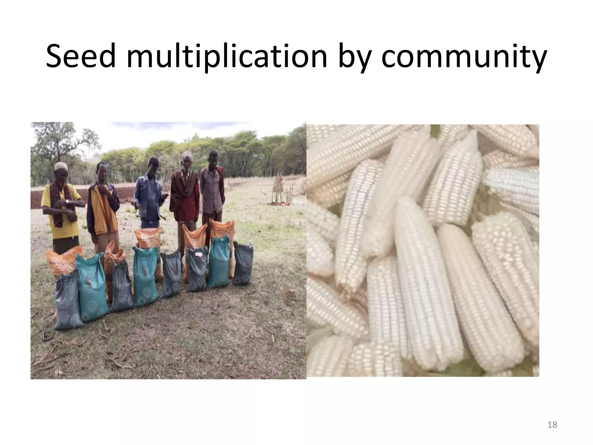 Seed multiplication by community
18
 