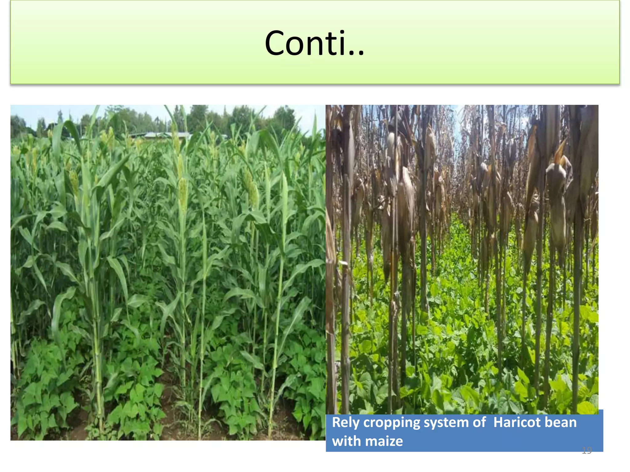Conti..
Rely cropping system of Haricot bean
with maize 19
 